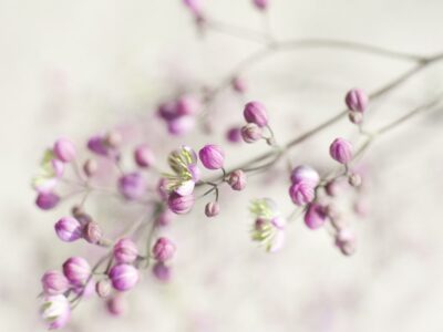 Mindfulness Training – online